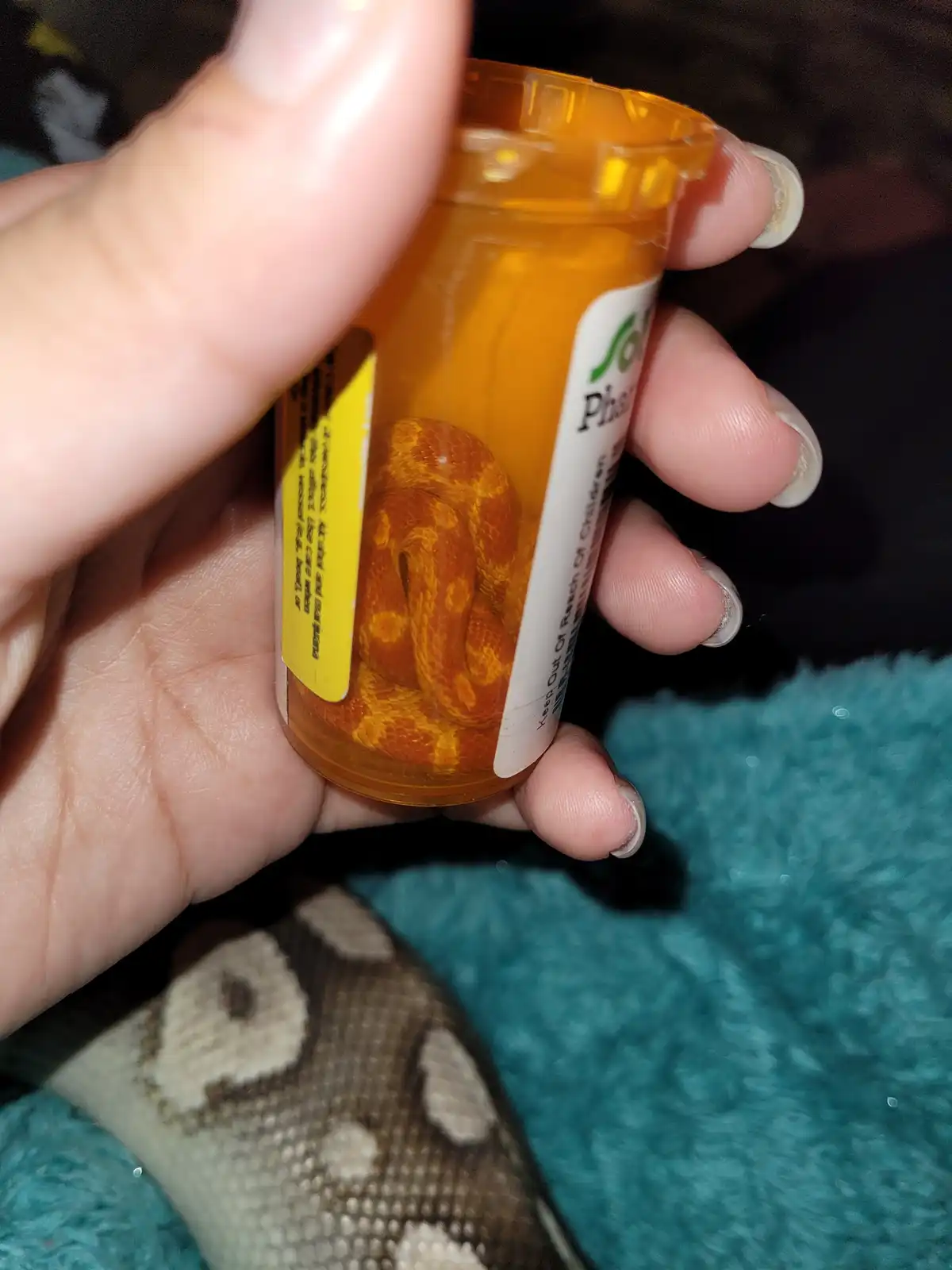 A hand holds an orange prescription pill bottle, which is visibly filled with a live orange and yellow snake coiled inside…