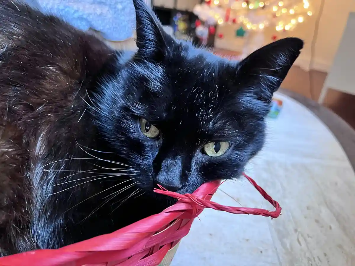 A close-up photo shows a black cat with green eyes looking directly at the camera while its head is inside a red woven…