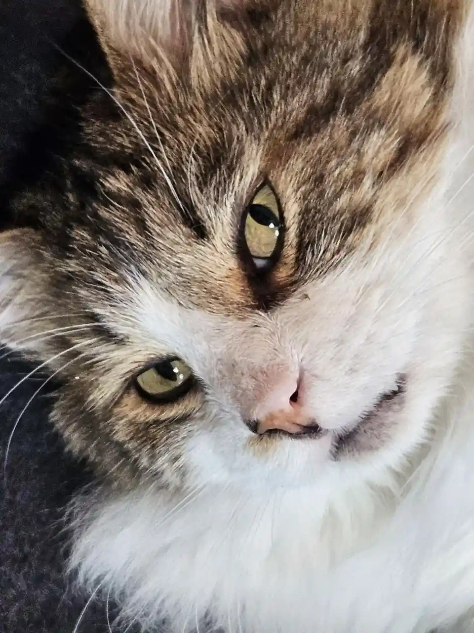 A close-up photo of a fluffy brown and white cat with green eyes looking directly at the camera with a slightly downturned…