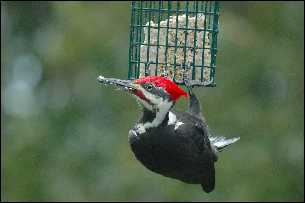 A pileated woodpecker with a red crest, black and white plumage, and a long beak is hanging upside down from a green wire…