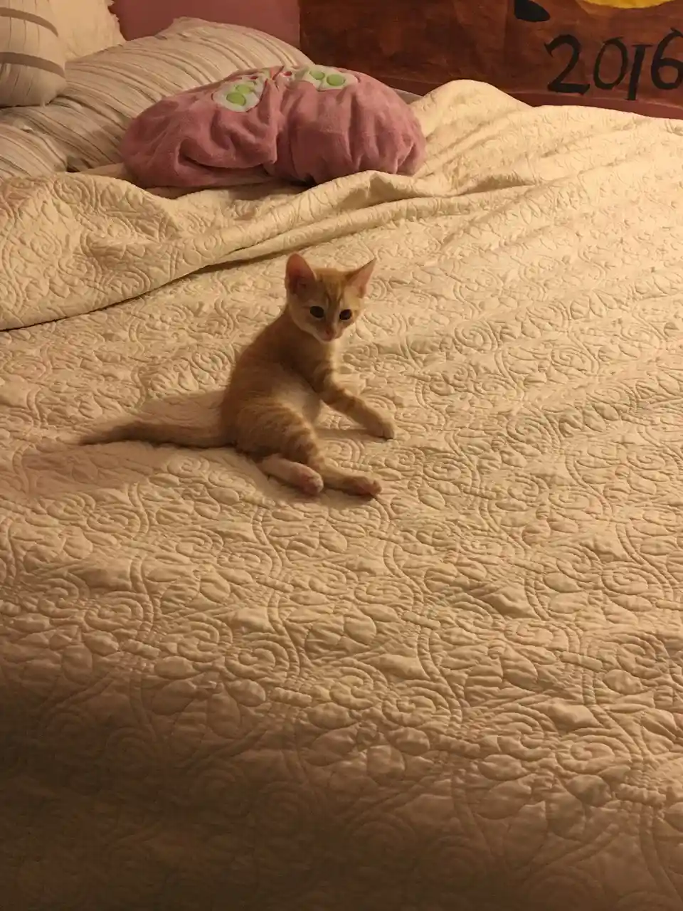 A small orange tabby kitten sits on a cream-colored quilted bedspread, looking directly at the camera with a relaxed…
