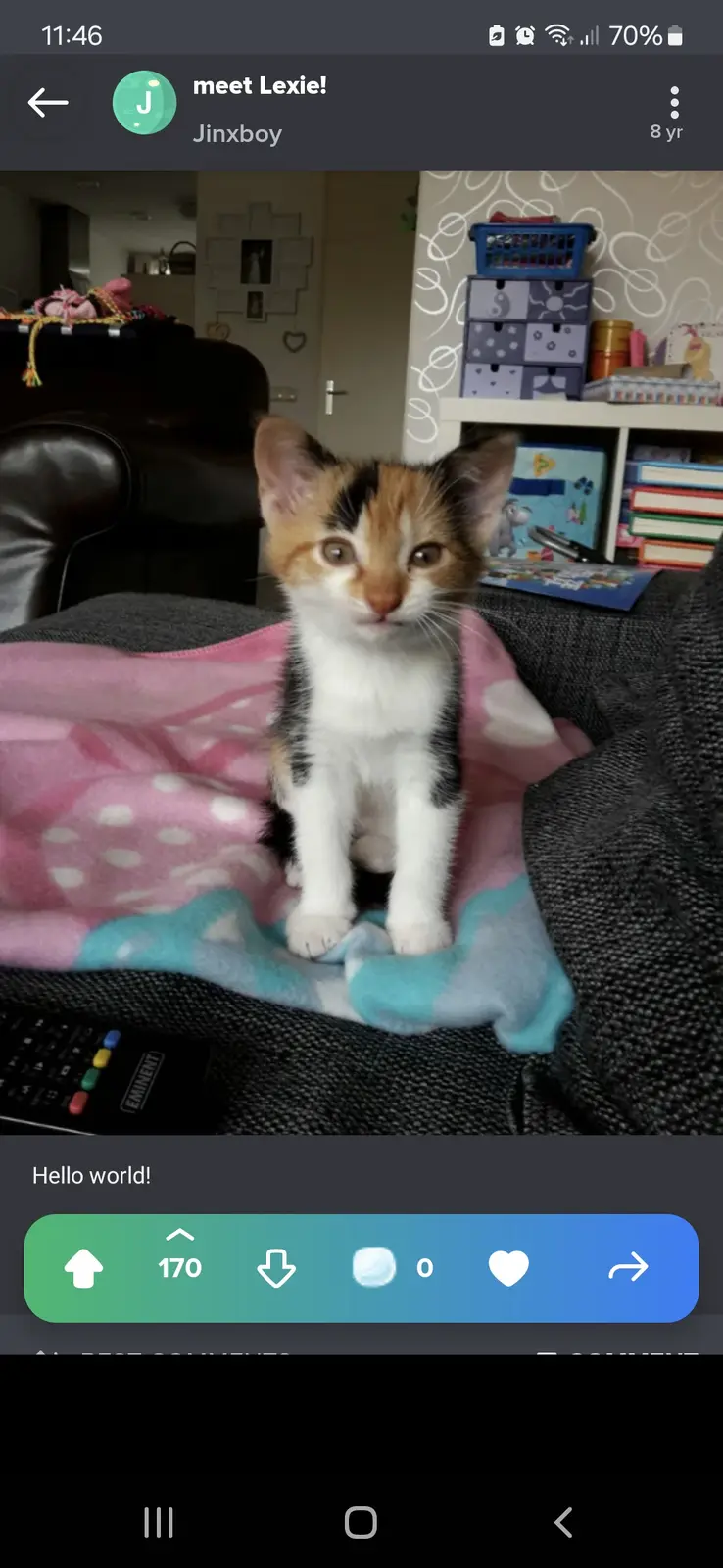 A screenshot of a social media post showing a calico kitten sitting on a pink and blue polka-dotted blanket on a dark couch…