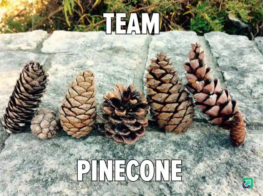 A row of various pinecones of different sizes and shapes arranged on a gray stone surface, with the word 'TEAM' overlaid at…