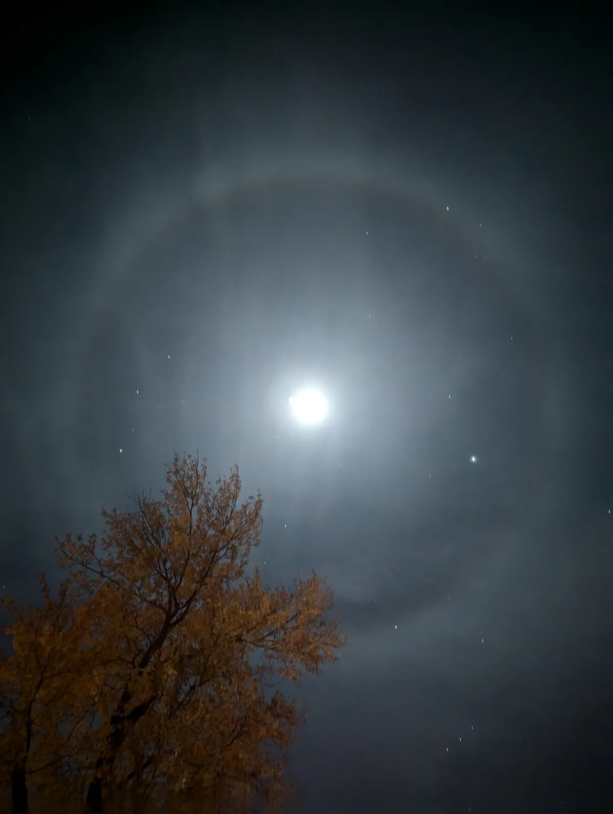 A night sky photo shows a bright full moon surrounded by a faint, glowing circular halo of light, with a tree's silhouette…