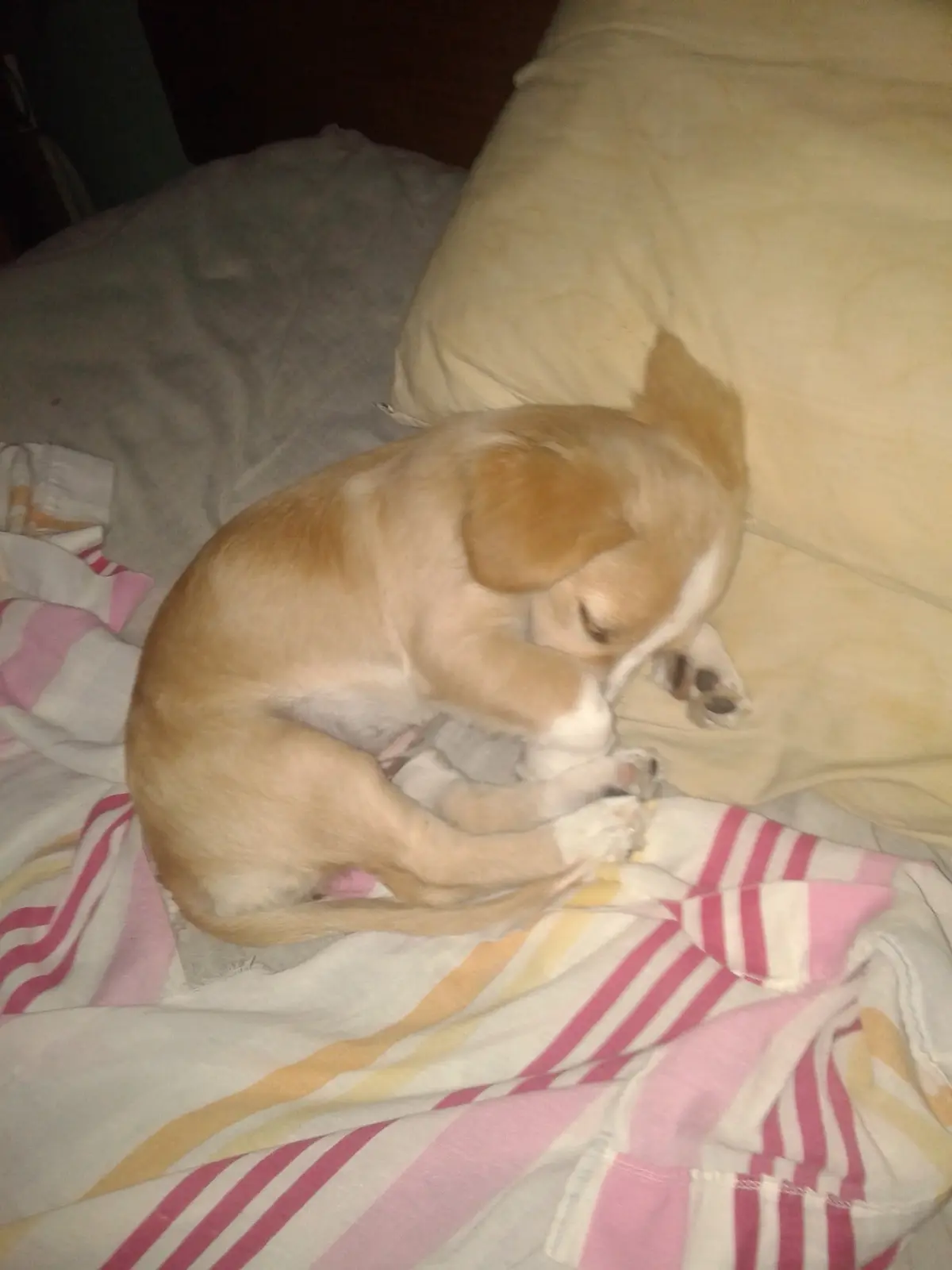 A small, light brown puppy with white markings is curled up asleep on a bed, nestled against a pillow and a striped blanket…