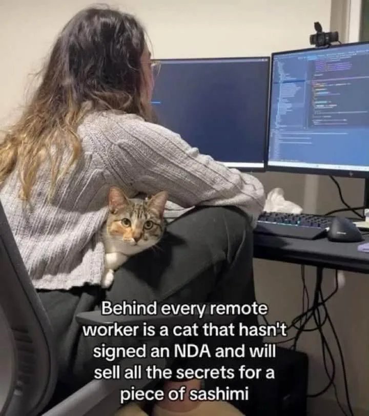 A person with long hair sits at a desk with two computer monitors, one showing code, while a tabby cat peeks out from behind…