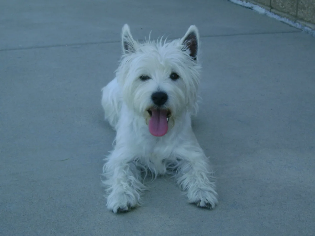 Honoring My Beloved Lily Bella: A Daily Celebration of Life