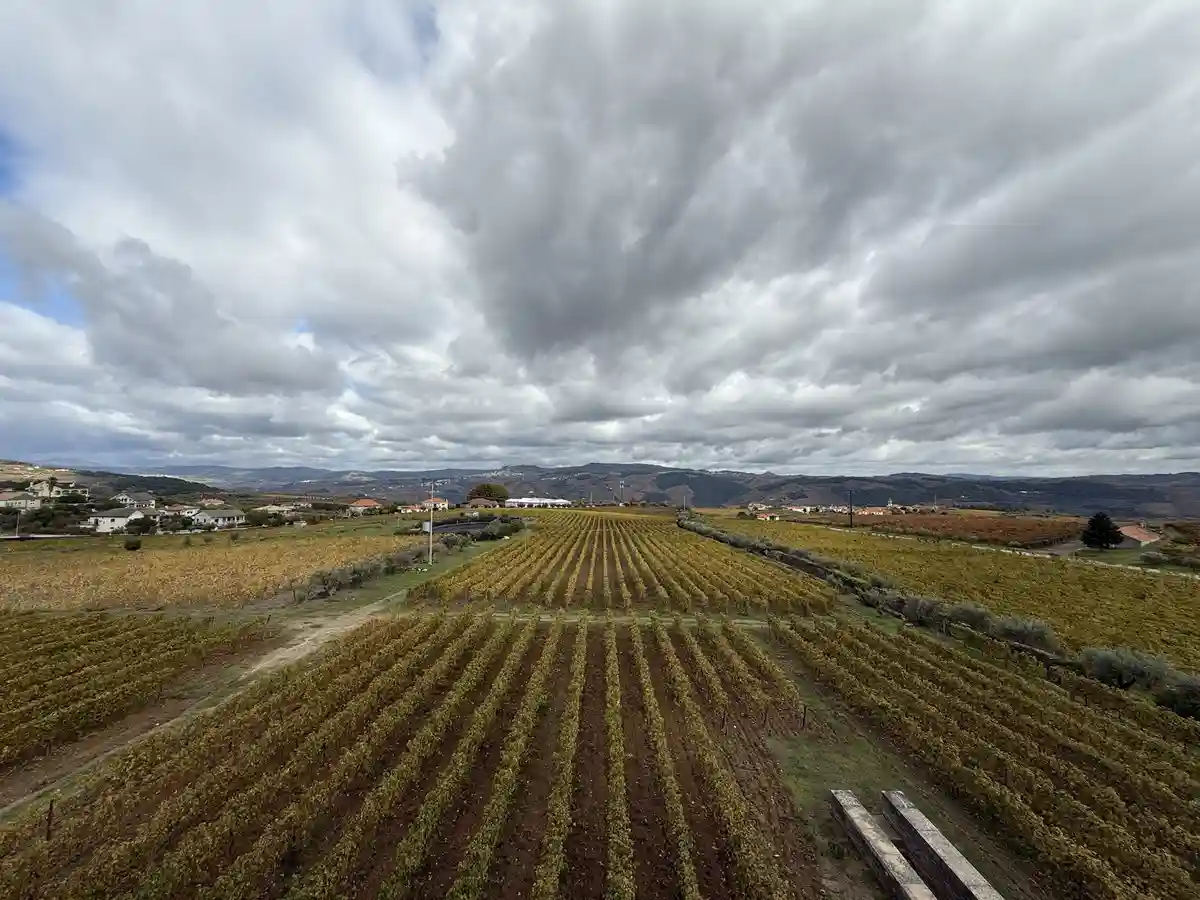 An aerial view of a vast, orderly vineyard under a heavy, overcast sky with distant hills and scattered houses. The overlaid…