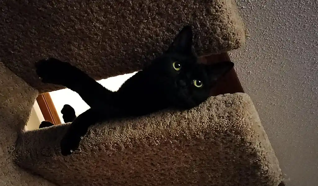 A black cat with glowing green eyes lounges on a carpeted cat tree, one paw extended downward, looking directly at the…