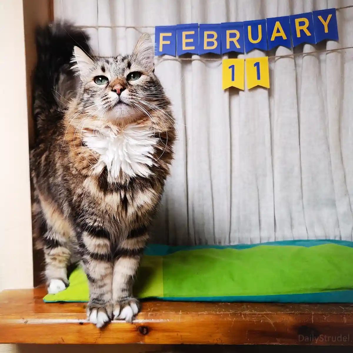 A fluffy tabby cat with green eyes stands regally on a wooden shelf, looking upward with a serious expression. Behind it, a…