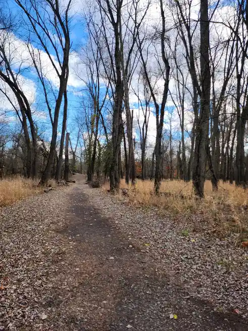 A gravel trail winds through a forest of bare trees under a blue sky with white clouds, with dry grass on either side. The…