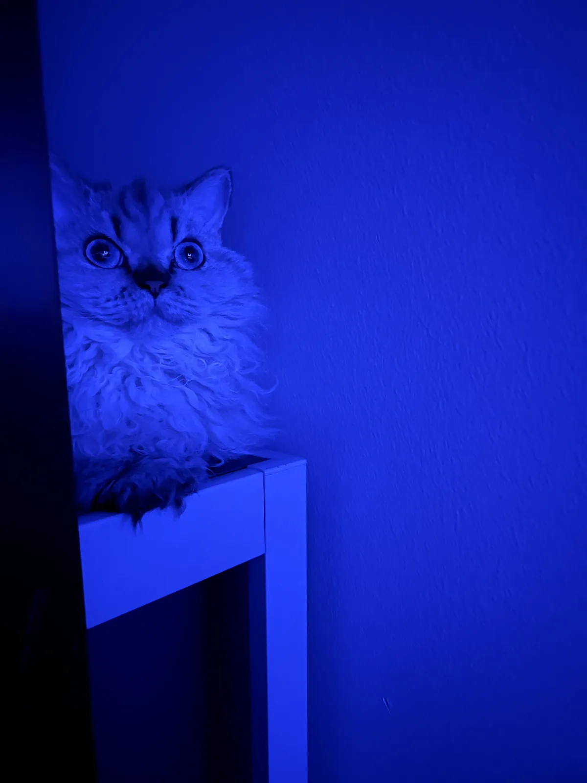 Feeling Blue: A Mood in Color