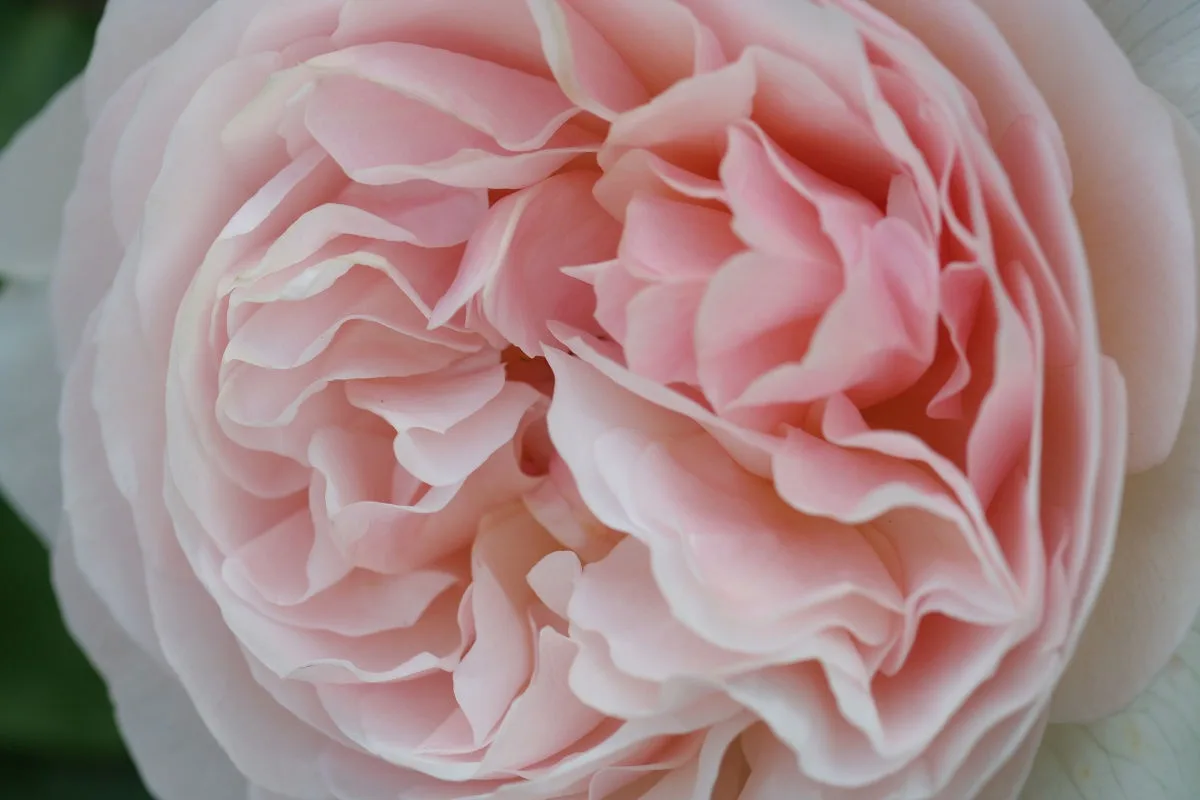 A close-up photograph of a lush, multi-layered pink flower with ruffled petals, resembling a peony. Overlaid text in white…