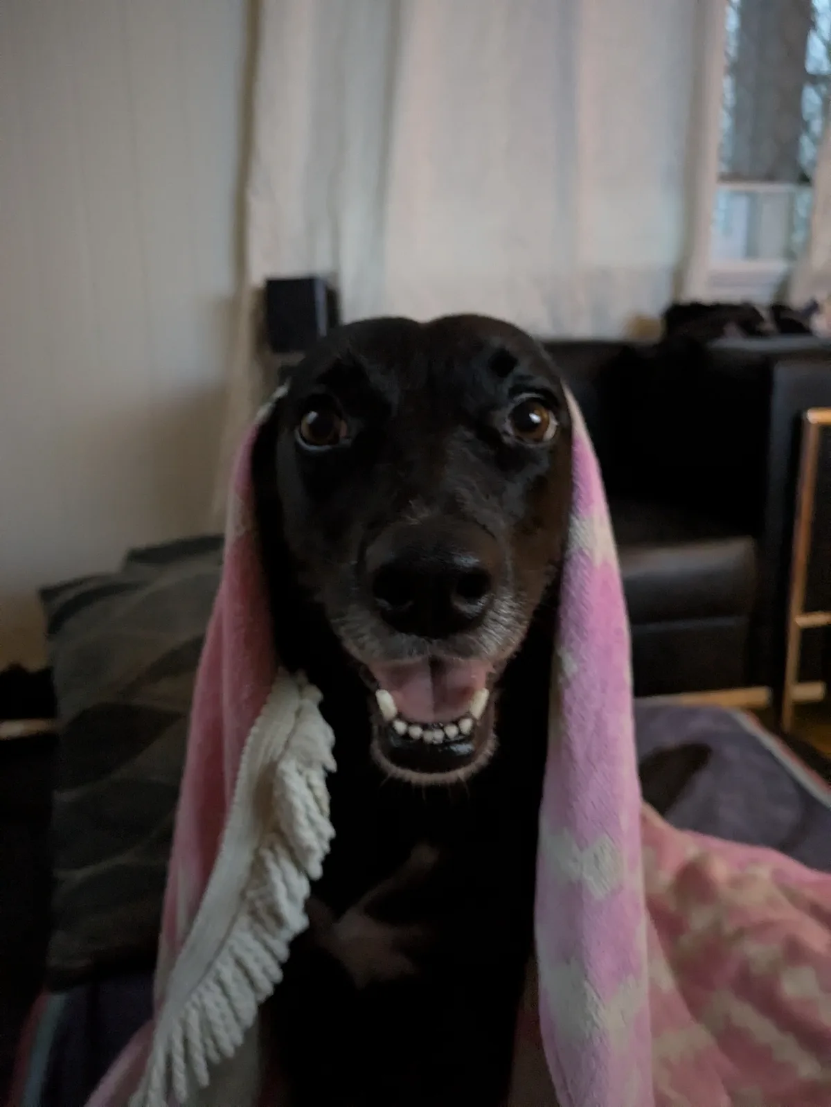 Here’s a rare glimpse of my dog Willow – not your everyday sight!