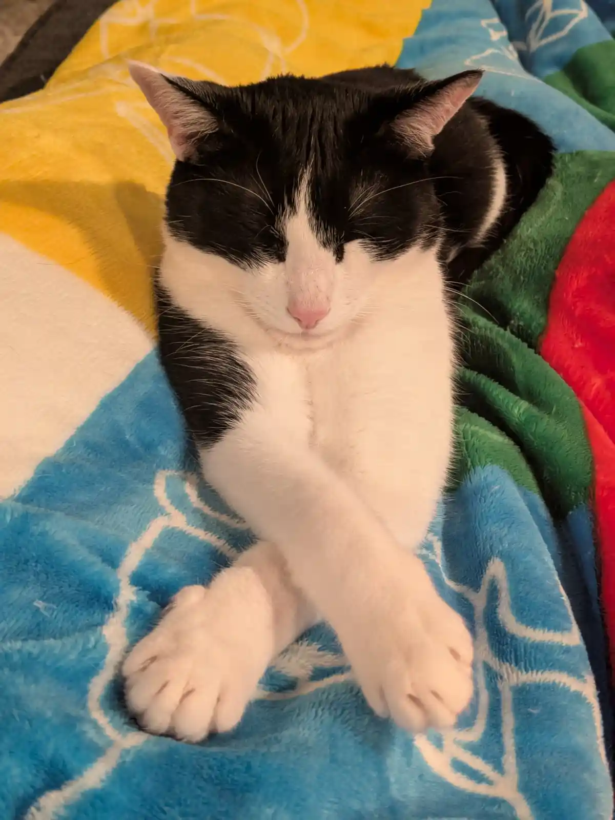 A black and white cat is sleeping peacefully on a colorful, fluffy blanket with yellow, blue, green, and red sections. Its…