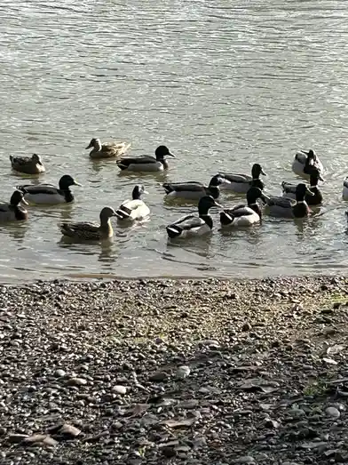 A photo shows a group of mallard ducks swimming in calm water near a pebbly shore. One female duck is prominently positioned…