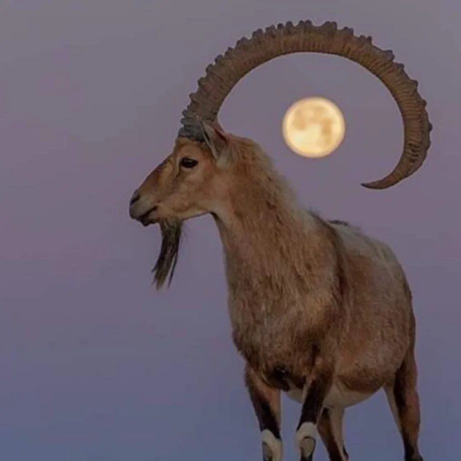 a majestic male goat with large, curved horns stands against a twilight sky, with a full moon perfectly framed inside the…