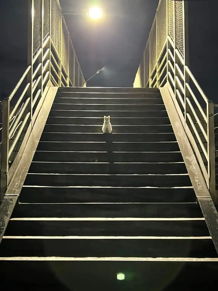 A small white cat sits centered at the top of a long, dark staircase under a single overhead light at night. The stairs are…