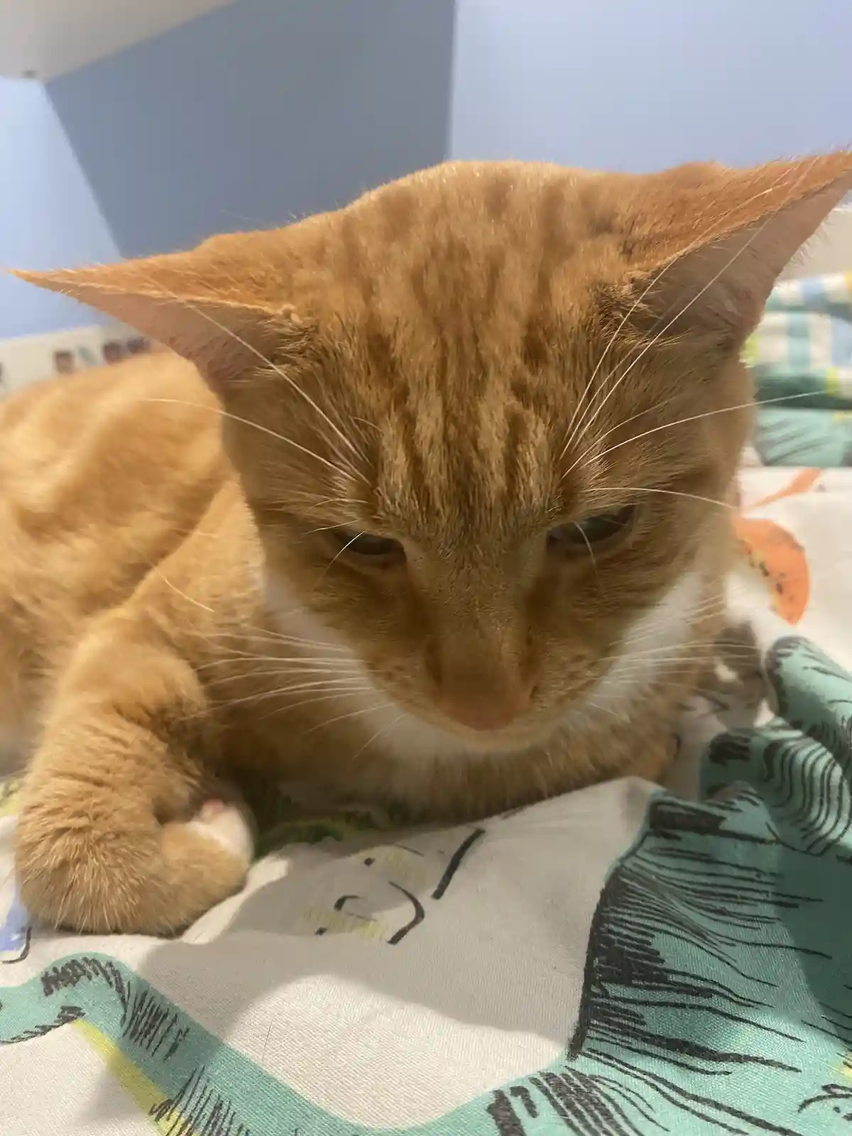 A close-up photo of an orange tabby cat with white markings on its chest and paws, looking down with a serious, unimpressed…