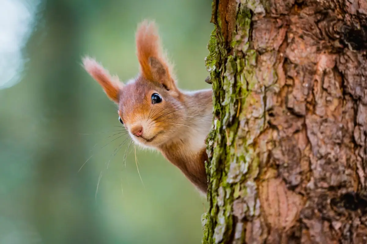 Did someone mention Team Acorn?