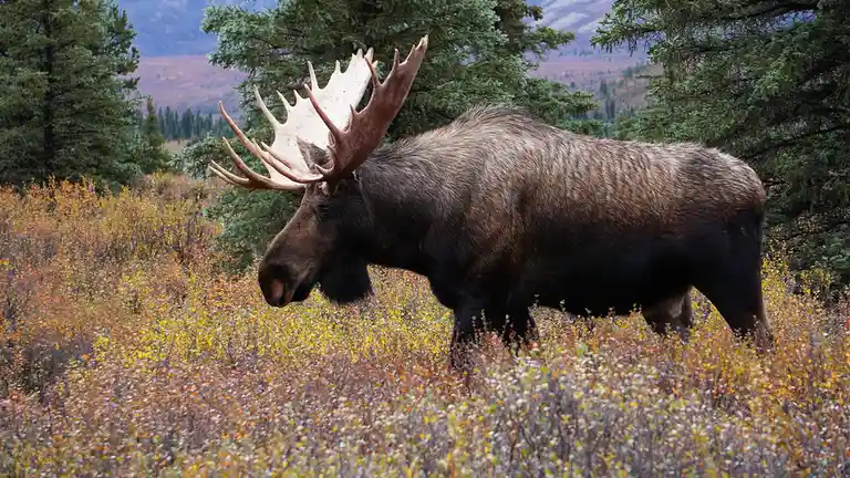 A majestic Alaskan bull moose towers at seven feet tall, weighing over 1,000 pounds. Despite its size, it's surprisingly…