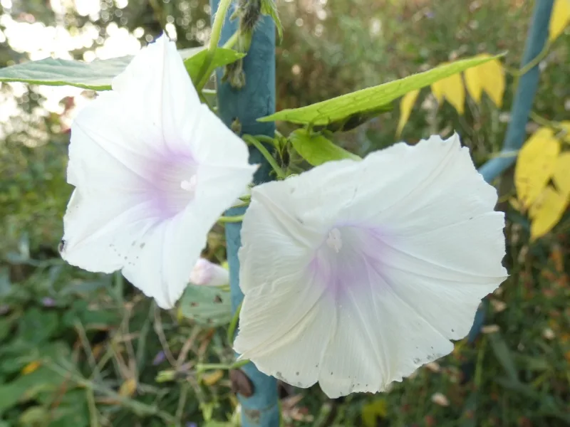Two white morning glory flowers with purple centers bloom against a blurred green and yellow garden background, with a blue…
