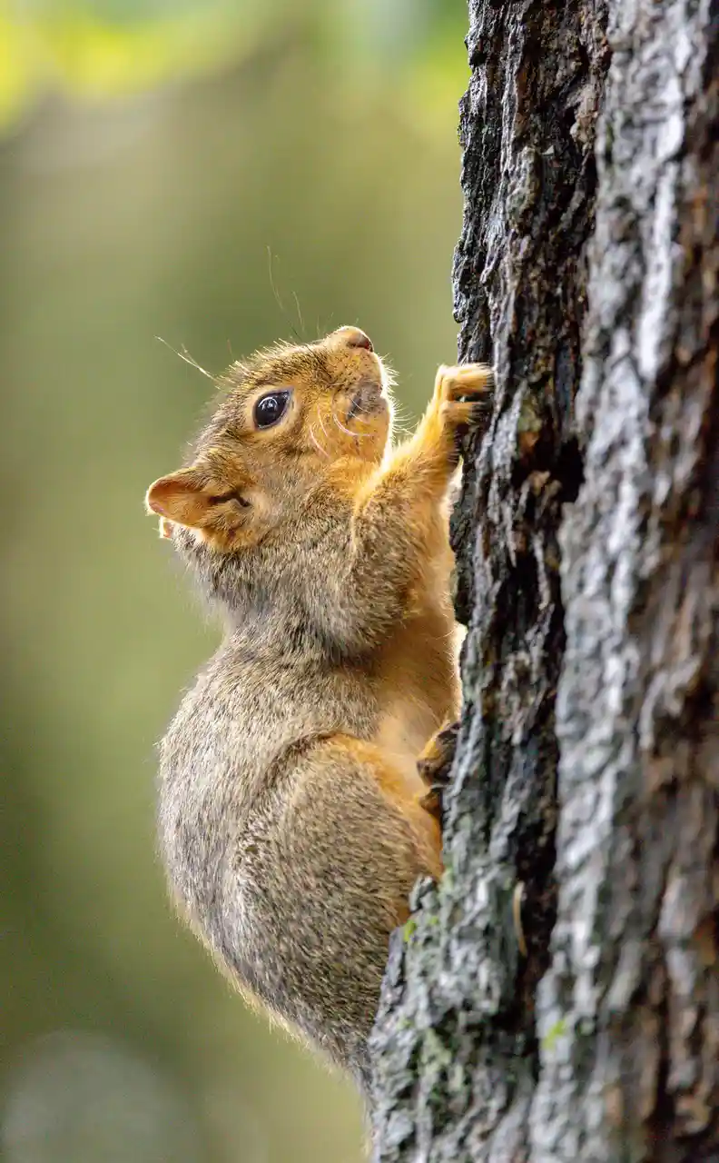 A small squirrel with brown and gray fur is clinging to the rough bark of a tree trunk, looking upward with wide eyes. The…