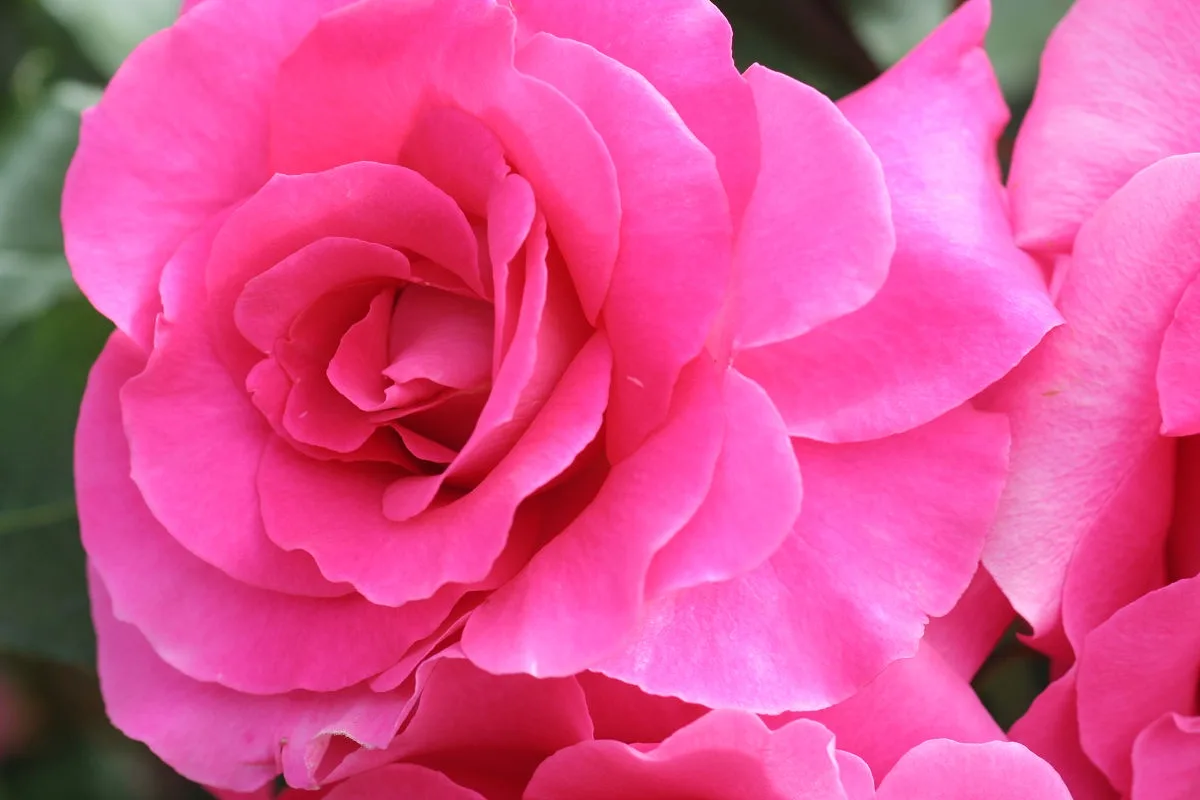 A close-up photograph of a vibrant pink rose with layered petals, set against a blurred green background. The image has…