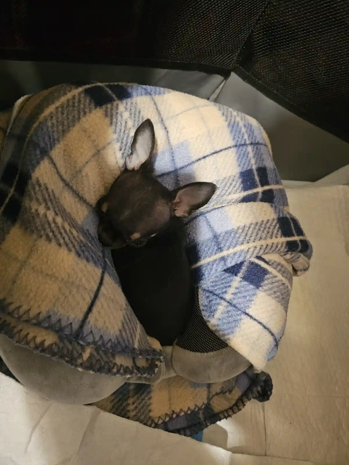 A small black dog, likely a Chihuahua, is curled up and mostly covered by a blue, beige, and white plaid blanket while…