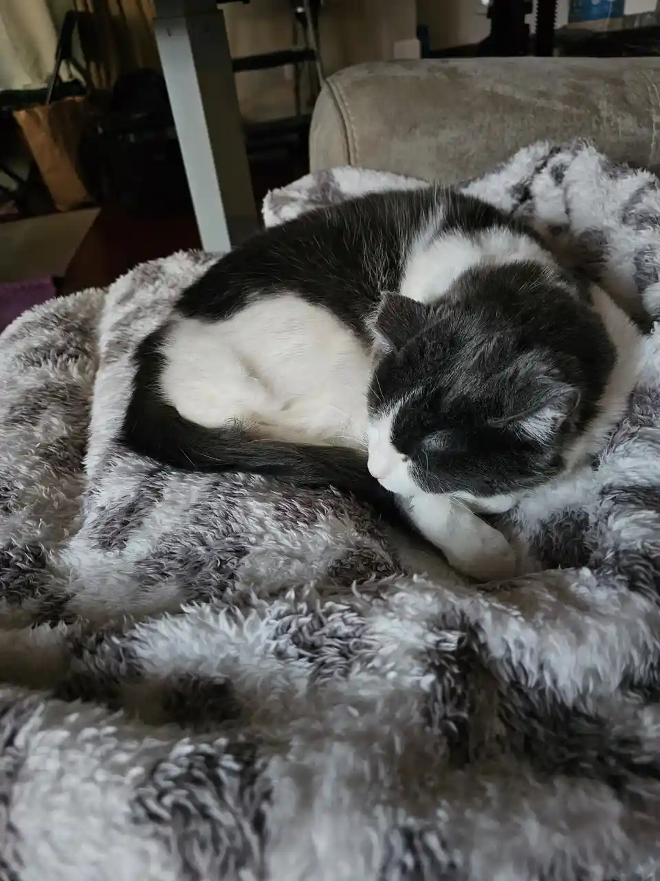 A black and white cat is curled up asleep on a fluffy gray and white blanket, its body forming a compact, cozy ball. The…