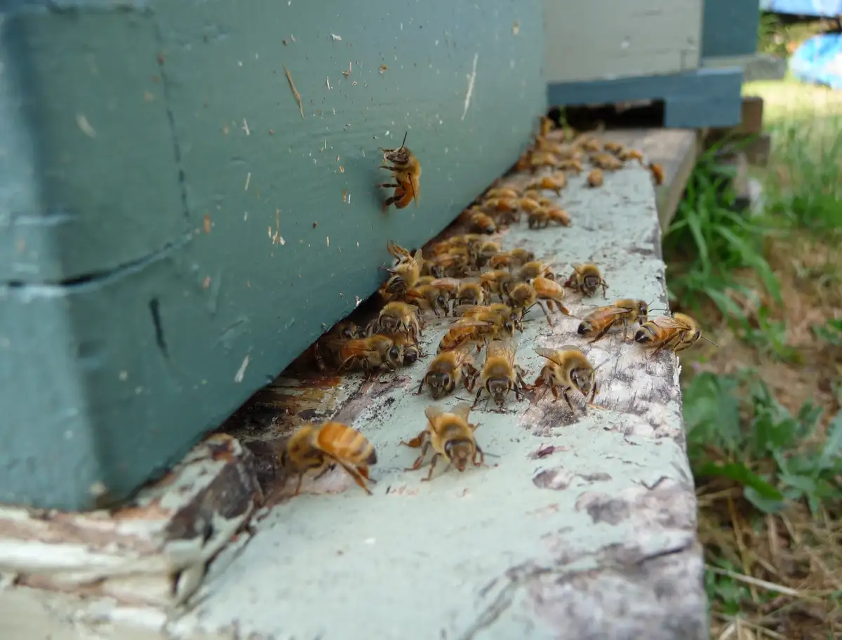 The Buzz About My Bees