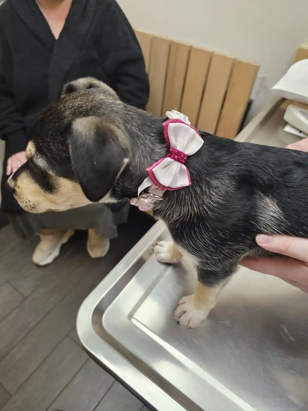 A small black and tan puppy with a large pink and white glitter bow on its collar stands on a stainless steel veterinary…