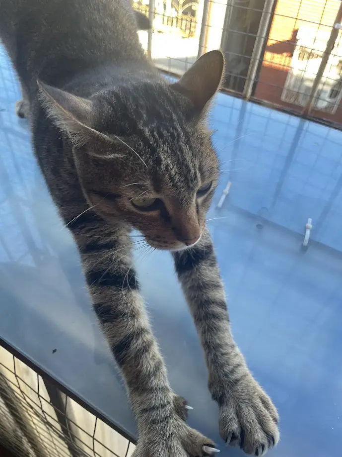A tabby cat with dark stripes is stretched out on a blue surface, looking down with half-closed eyes, appearing very relaxed…