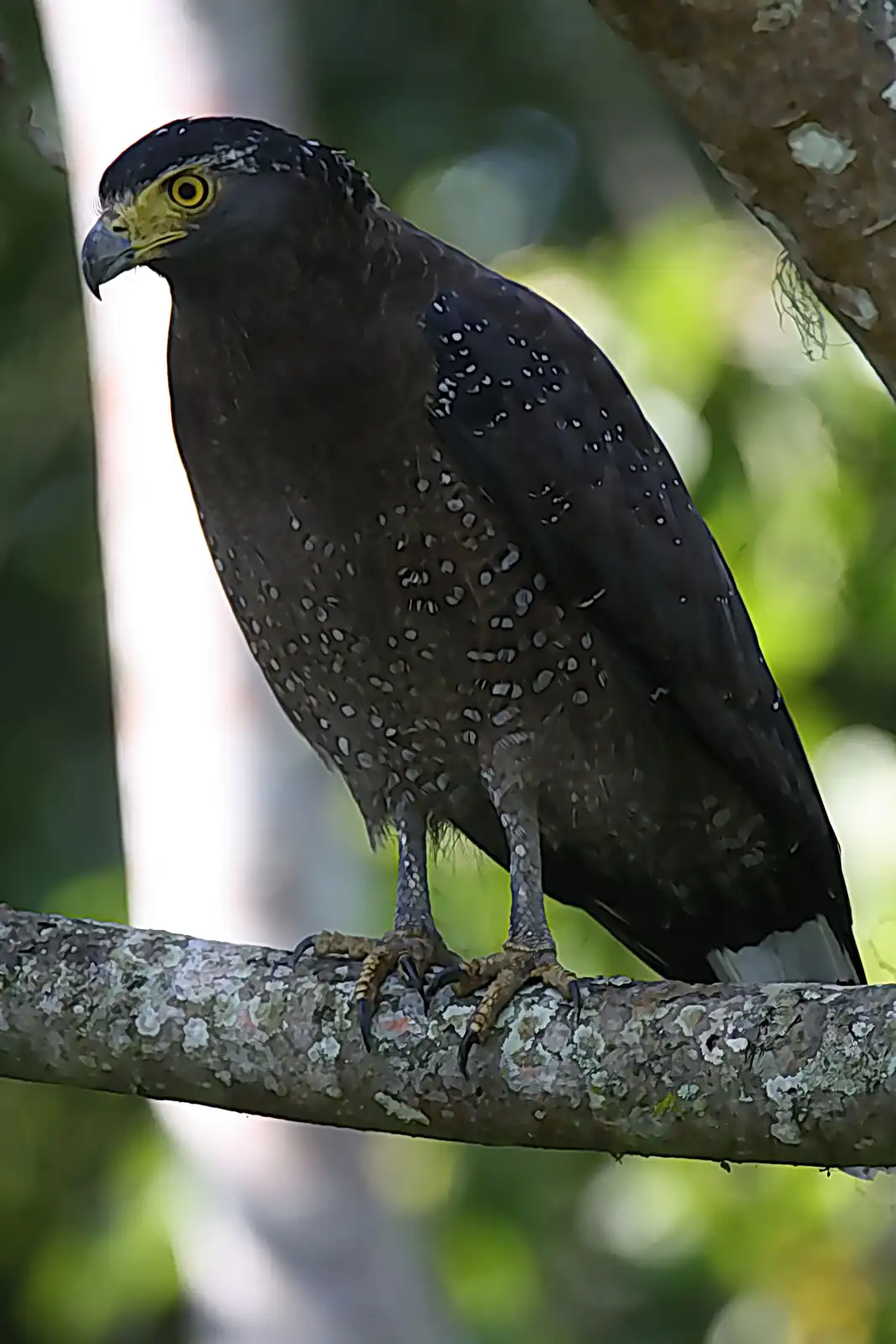 A close-up photo of a dark-feathered bird of prey, likely a crested serpent eagle, perched on a lichen-covered tree branch…