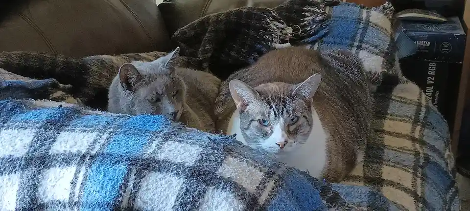 Cozy Up with a Shared Warm Blanket