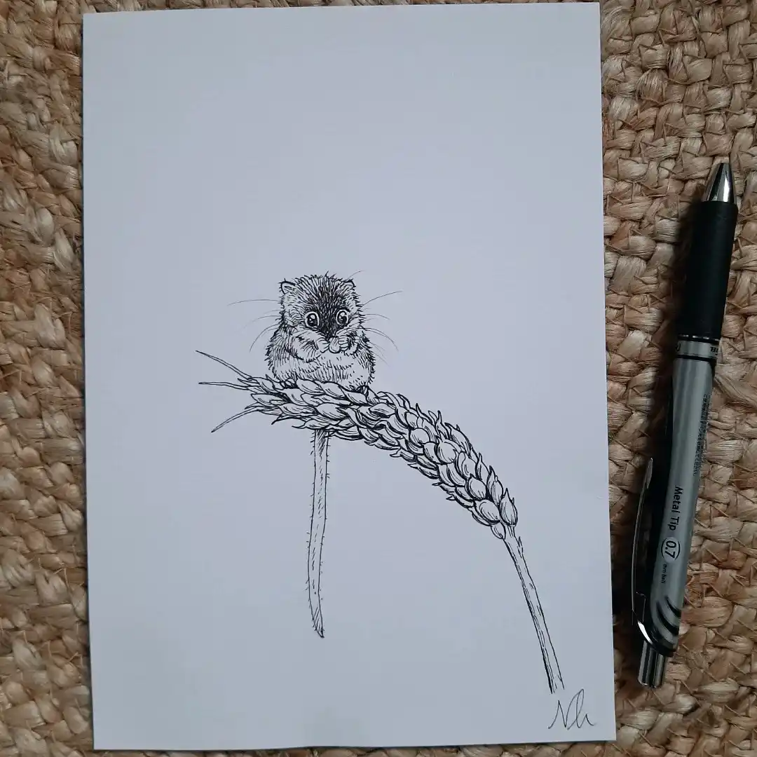 Check out my adorable field mouse drawing!