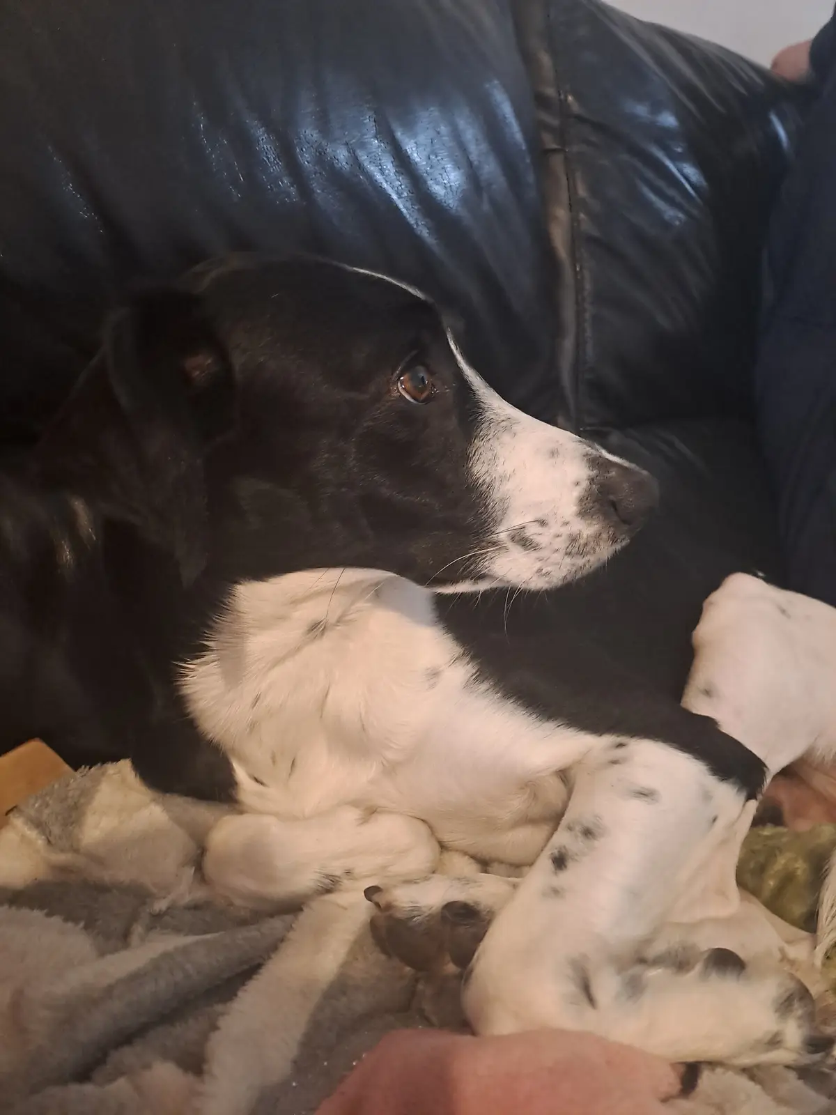 A black and white dog with a calm, slightly distant expression lies curled up on a gray blanket on a black leather couch…