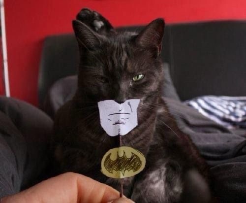 Introducing Batcat: The Purr-fect Superhero