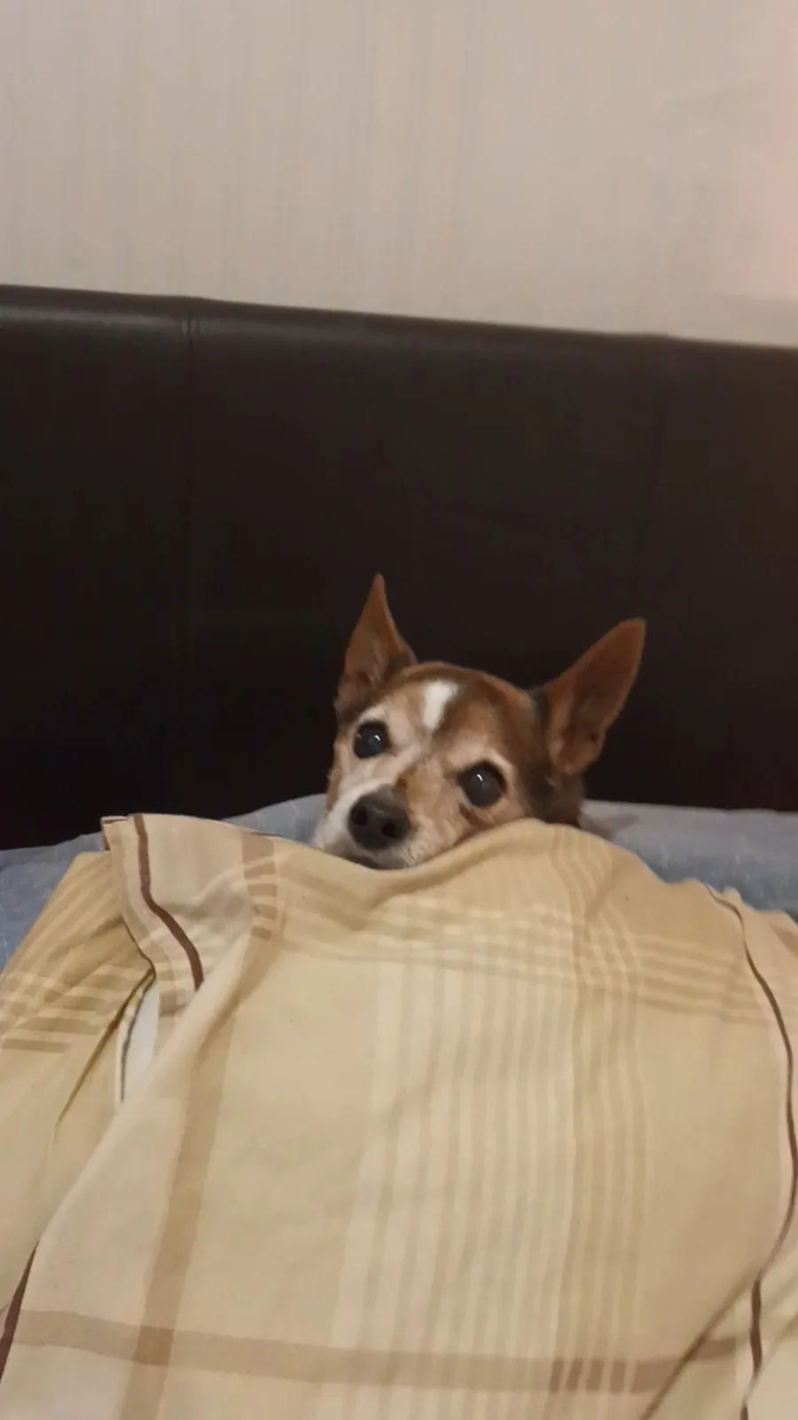 A small brown and white dog with large, expressive eyes peeks out from under a beige plaid blanket on a bed with a dark…