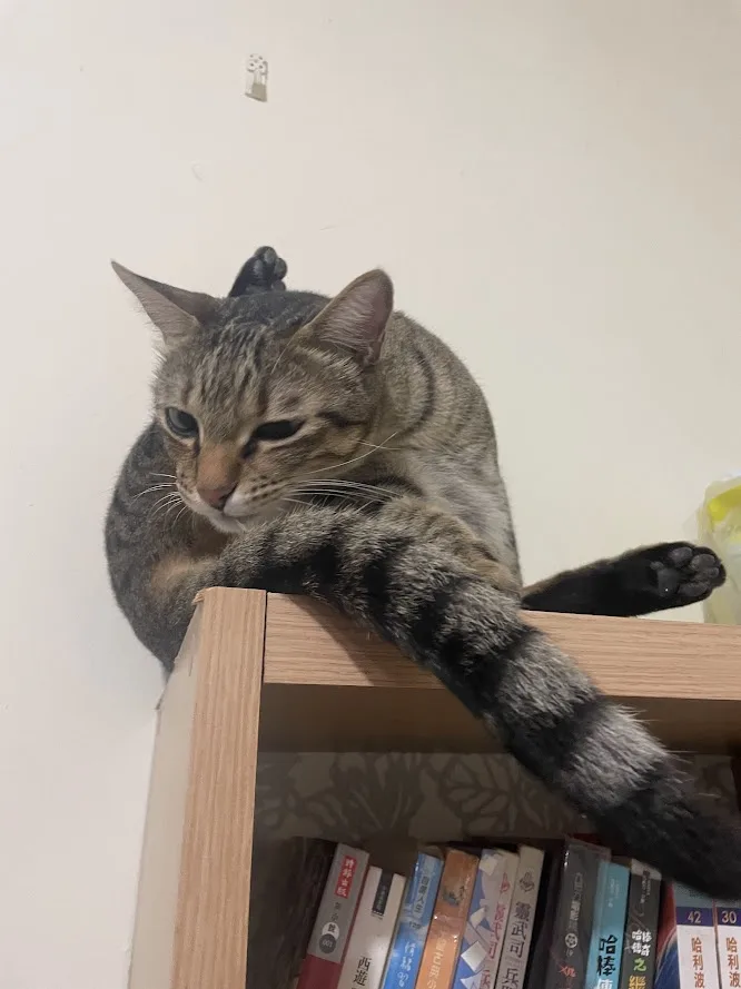A tabby cat lounges atop a wooden bookshelf, one paw resting on the edge, looking down with a bored or contemplative…