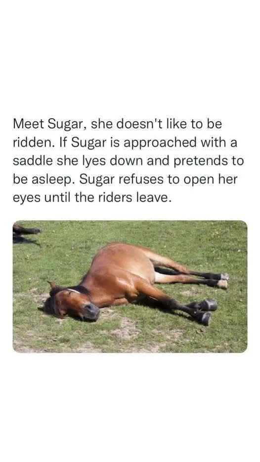 A brown horse named Sugar is lying on its side in a grassy field, appearing to be asleep with its eyes closed. The overlaid…