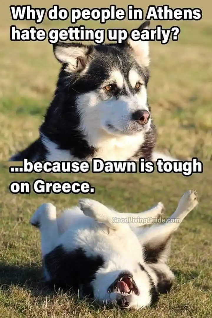 The image shows two photos of a black and white husky. The top photo shows the husky sitting upright with a weary…