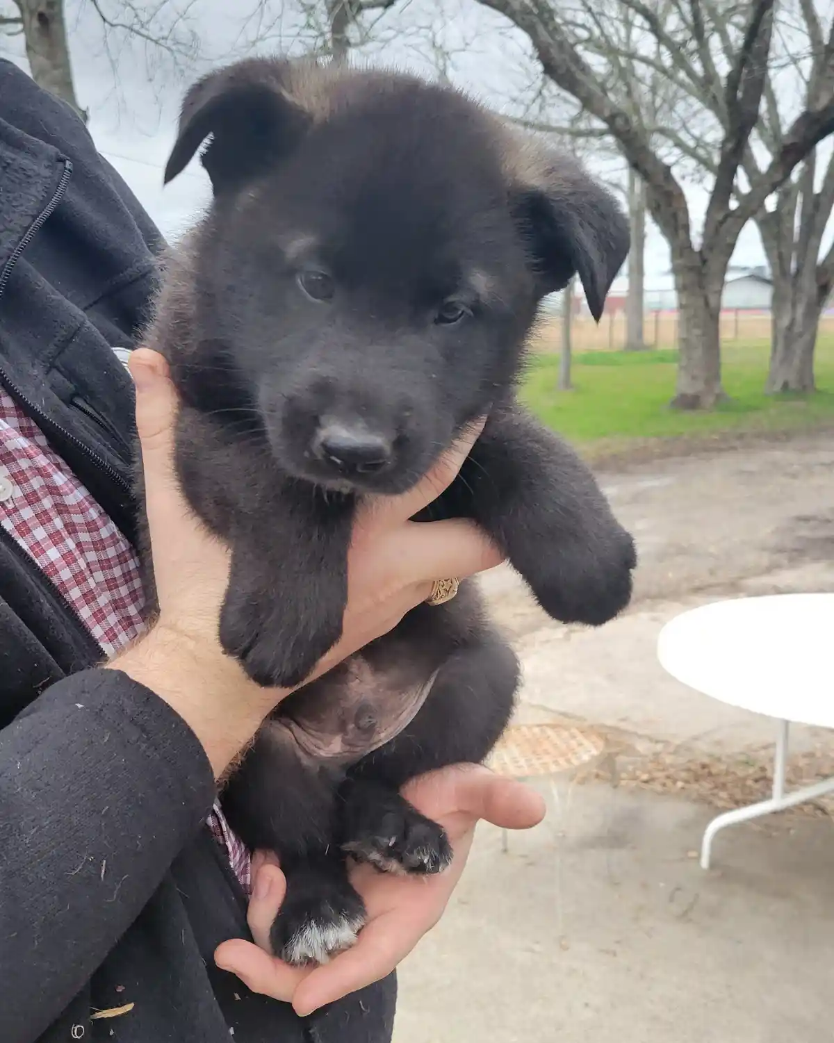 A person holds a small black puppy with floppy ears and dark eyes, its front paws resting on the person's hands. The puppy…
