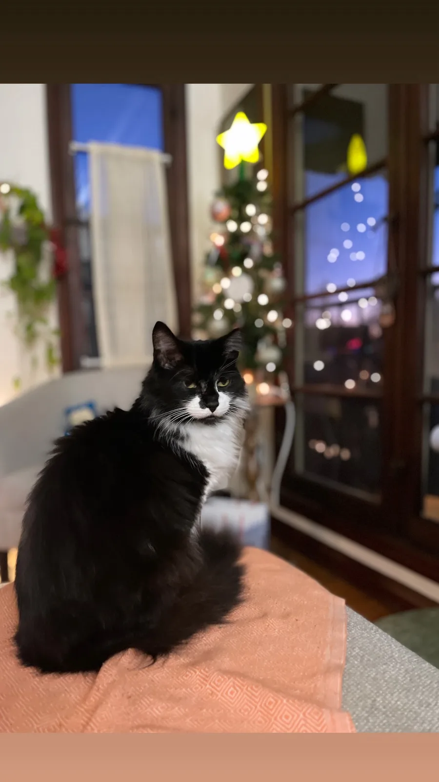 Celebrating Merry Meowmas with Feline Cheer!