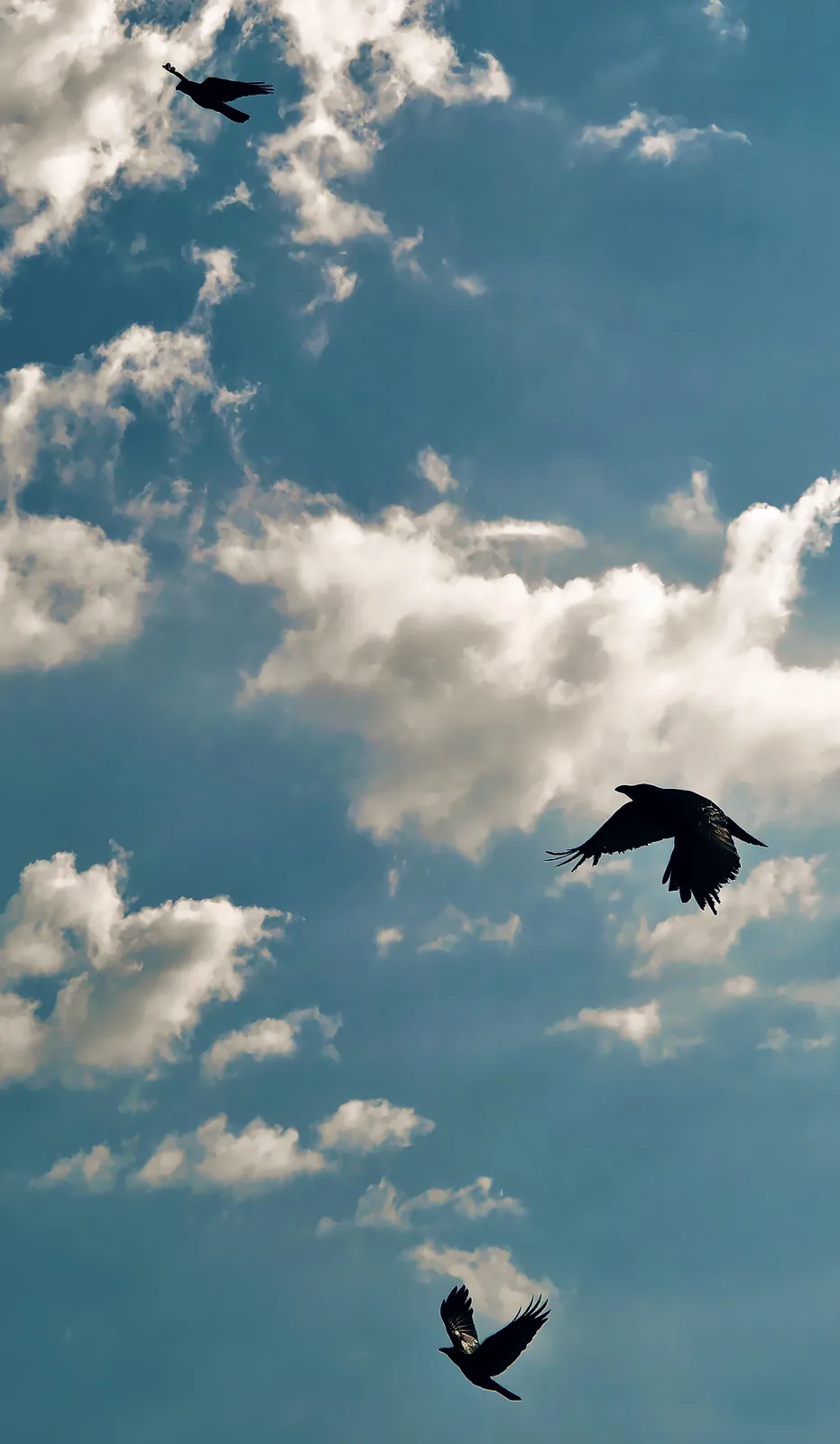 Three black crows are silhouetted against a blue sky with scattered white clouds, flying in different directions. The…