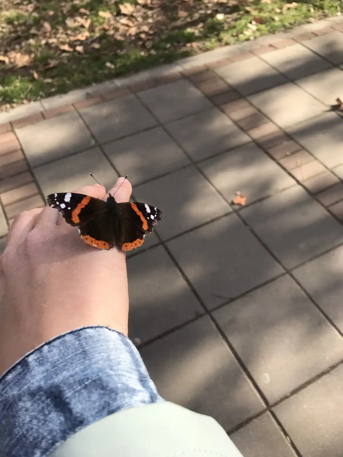 A person's hand, wearing a blue denim sleeve, holds a red admiral butterfly with black, orange, and white wings. The…