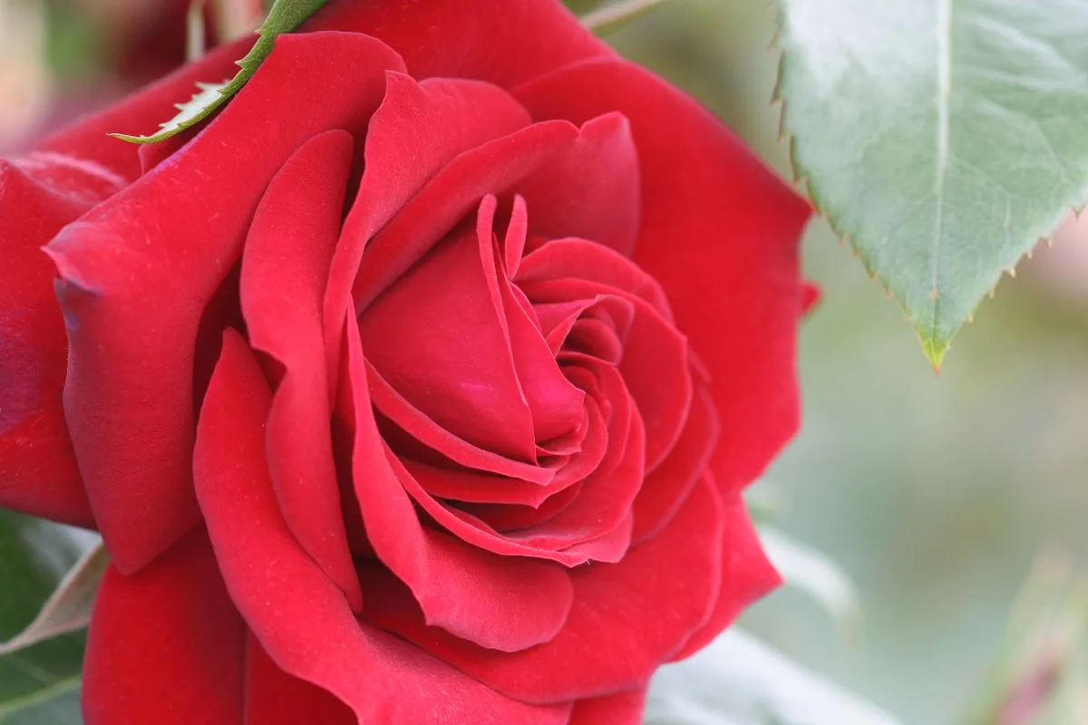 A close-up photograph of a vibrant red rose with lush petals and green leaves in soft focus, overlaid with the text 'i'm not…