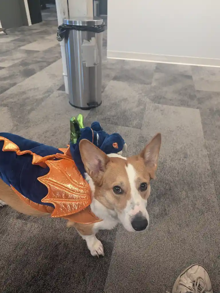 Our Chief Borking Officer Dressed as a Dragon Yesterday!