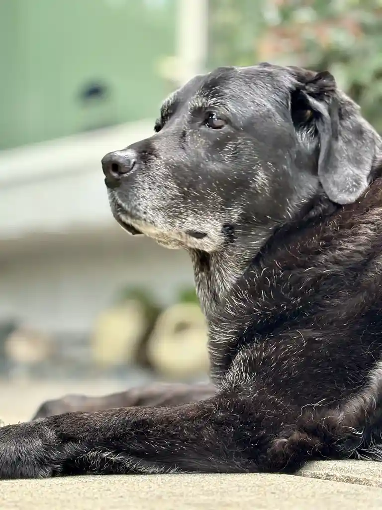 A close-up profile shot of an elderly black dog with gray muzzle and fur, lying calmly on a concrete surface. The dog gazes…