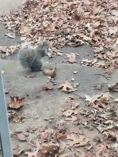 I feed the squirrels just to keep my cats entertained